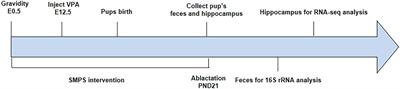 Effect of stigma maydis polysaccharide on the gut microbiota and transcriptome of VPA induced autism model rats